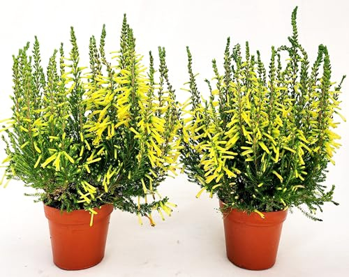 POWERS TO FLOWERS - ERICA GRACILIS GIALLA, 2 PIANTE, VASO 12CM DIAMETRO, piante vere
