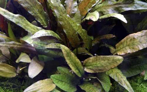 AquaOne Aquarium Pflanze Cryptocoryne wendtii Wasserpflanze Rosette | Aquariumpflanze voll durchwurzelt einfach pflegeleicht Aquascaping Dekoration