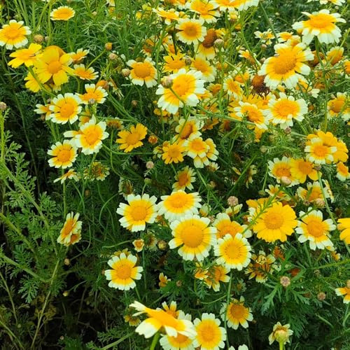 semillas de crisantemo comestibles, antiguas variedades semillas de crisantemo coronarium, de jardín balcón 400pcs