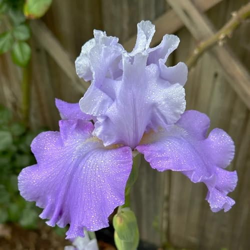 bulbos de iris resistentes, perenne balcón decorativas jardín 2pcs
