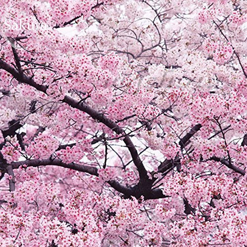10 Japanese Pink Cherry Plum Blossom Sakura Tree Seeds - Winter-Hardy by Pretty Wild Seeds