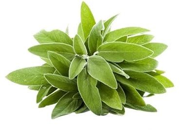 Semi SALVIA In Busta Ermetica MADE IN ITALY Qualità superiore con 95% di germogliazione con istruzioni