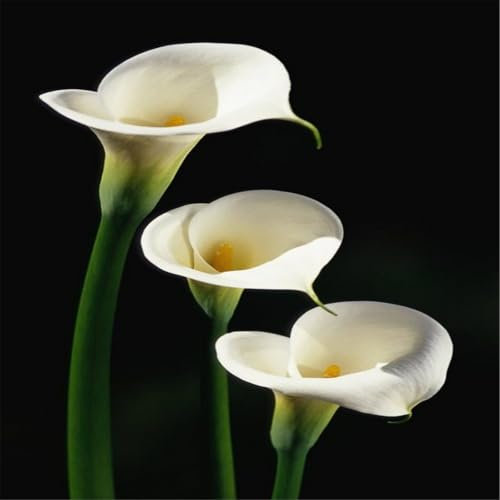 Calla Lily Bulbs for Planting Now/Calla liliy Bulbs/Calla Lily Bulbs Outdoor/Perennial Delights for Spectacular Garden Displays-2 Bulbs-A