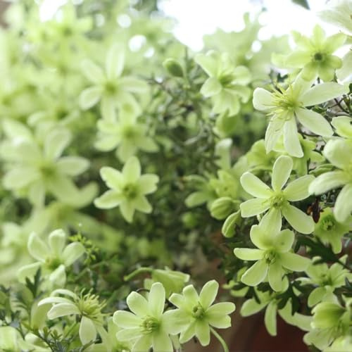 5bulbos clemátide de perennes resistentes trepadoras decoración, interior frescas, adornos de jardín para exterior