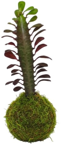 DECOALIVE Kokedama Artesanal Cactus Euphorbia Trigona – Planta Viva de Interior