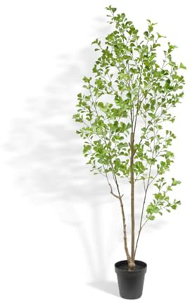 CG Hunter Ficus Tree, Premium Artifcial Indoor Tree Stands 7' Tall, Lifelike-Leaves & Hand Painted Trunk, Plastic Black Grower Pot Included