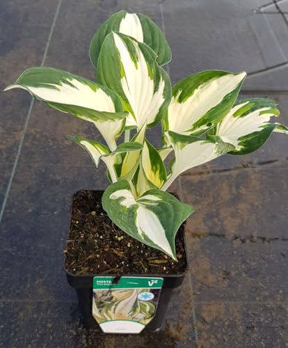 Hosta x 'Fire and Ice' / Lis plantain/conteneur de 1 à 1.9 litres/Vivace d'ombre
