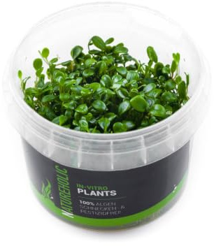 Australisches Zungenblatt/Glossostigma elatinoides - NatureHolic In-Vitro Aquarium Pflanze