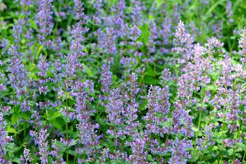 Großblütige Katzenminze – Nepeta grandiflora – Lichtkeimer – 200 Samen | Aromawolke für Bienen und Schmetterlinge