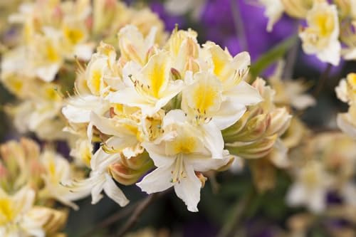 Azalee Rhododendron luteum Daviesii 30-40 cm Zierstrauch winterhart | Duftende gelbe Blüten, halbschattiger Standort, pflegeleicht, ideal für Beet und Kübel, bienenfreundlich