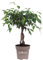Pianta di Ficus Benjamin Intrecciato pianta da interno pianta di Ficus con tronco intrecciato pianta ornamentale di Ficus Benjamin pianta vera pianta intrecciata venduta da eGarden.store (Intreccio 4)