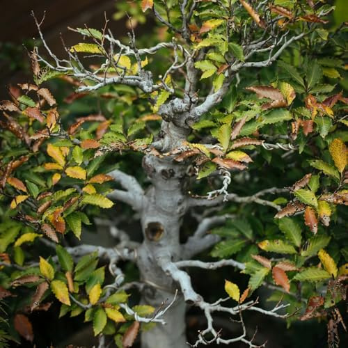 Semi di faggio europeo, Fagus sylvatica, esotiche resistenti acquistare un faggio comune Le perenni sono semi esotici 100pcs