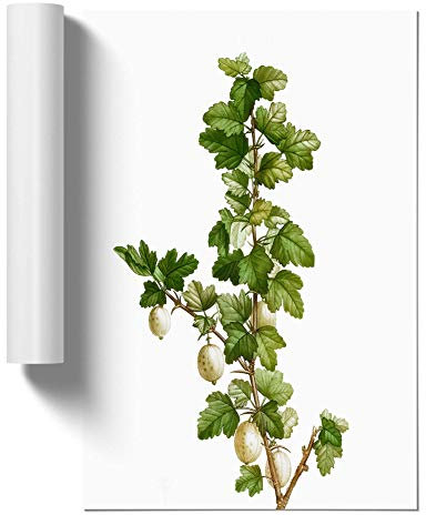 Gooseberry Bush by Pierre-Joseph Redoute Design | Unframed Wall Art Print | Ready to Frame Poster | Modern Home Decor Picture | Artwork for Living Room, Bedroom or Office | A4 (21x29.7 cm)