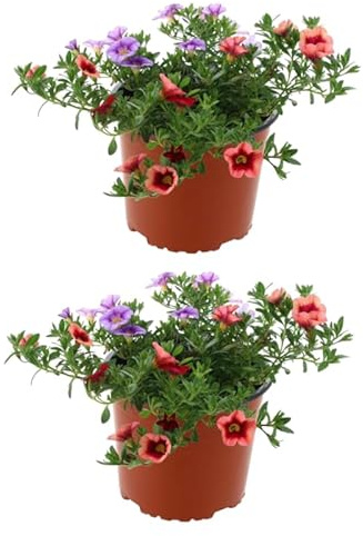 4 Clibrachoas Naturales Plantas con Flores que Llenarán de Vida y Color tus Macetas y Jardines