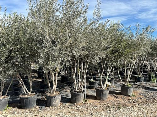 Sunny Tree - Ulivo a più tronchi alto 220-240 centimetri - 30 anni - Olea europaea - Resistenza invernale fino a -18 - Fruttificazione - Albero da frutto - Luoghi soleggiati - Ulivi per esterni