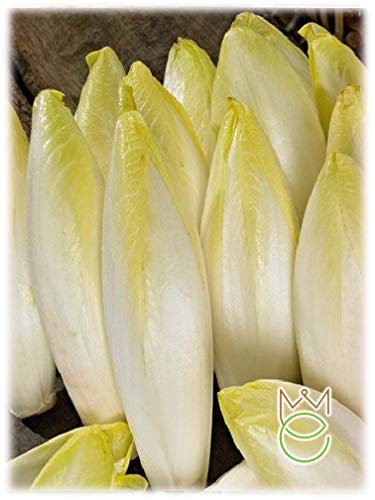 Bruxelles Witloof Chicorée Cichorium intybus Graines Graines Légumes Potager