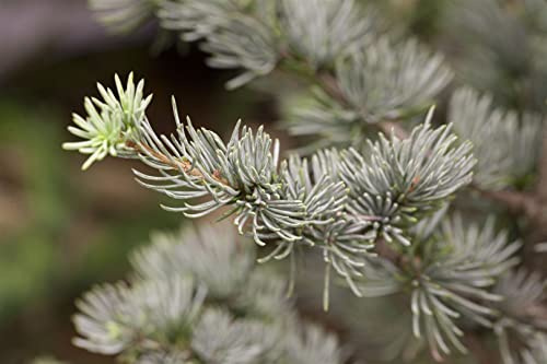 Cedrus atlantica 'Glauca' 175–200 cm – Winterhart, Immergrün, Pflegeleicht – Atlas-Zeder – Solitärbaum für Garten & Vorgarten