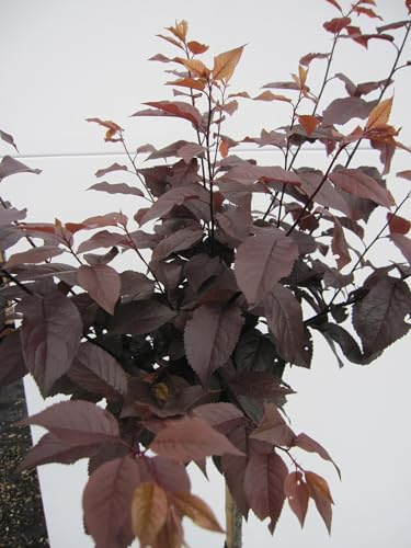Hochstamm Blutpflaume - Prunus cerasifera Nigra - 80cm Stamm + Krone