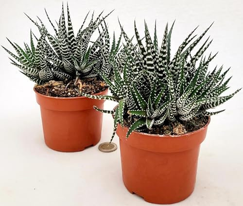 POWERS TO FLOWERS - CACTUS HAWORTHIA BIG BEND ALBA IN VASO 11CM DIAMETRO, 2 PIANTE, piante vere
