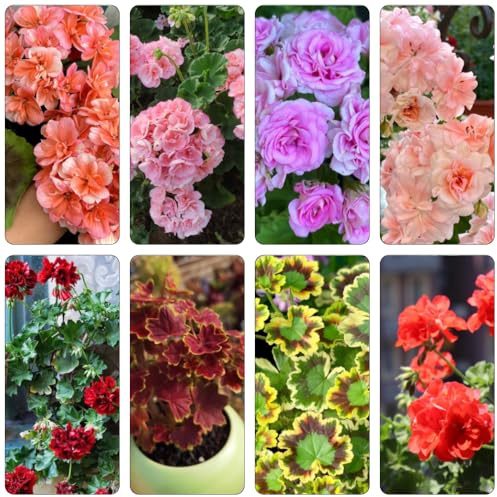 geranien schnittblumen biosaatgut blumenbeet balkon gartendeko für draußen sommerblumen frühlingsblumen blumenstauden winterhart balkonpflanze blumensamen kaufen blumensaat 300samen