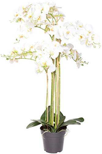 Nova-Nature künstliche Orchidee Bora (Orchideen Pflanze/Phalaenopsis) im schwarzen Kunststofftopf mit Rispen, Blättern und Luftwurzeln real Touch (Creme-weiß, ca. 110 cm / 8 Rispen)