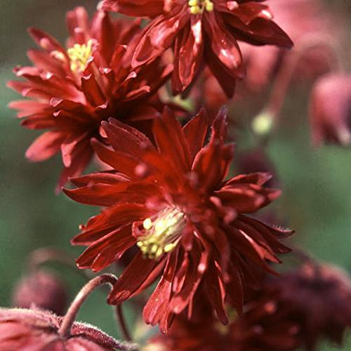 Viridis Hortus - 20 x Aquilegia Double Rubies - Hardy Perennial Flower Seeds