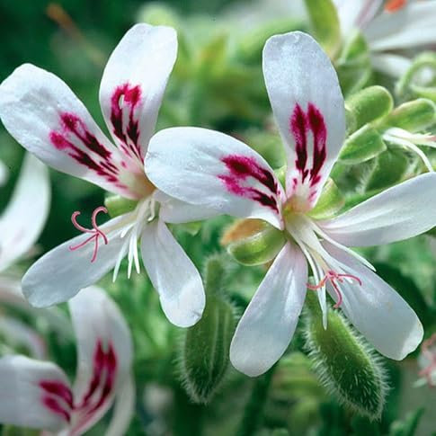 100 graines de fleurs de pélargonium blanc