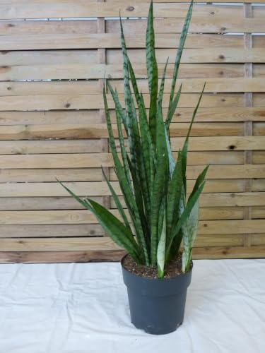 [Palmenlager] XL Bogenhanf - Sansevieria trifasciata `silver´ 90 cm - Pot 21 cm Ø - Schwiegermutterzunge/Zimmerpflanze