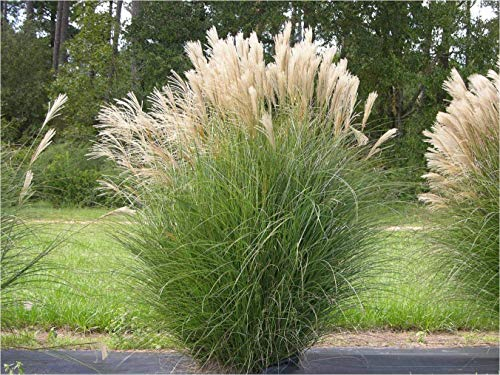 1 x Miscanthus sinensis im 1 Liter Topf (Ziergras/Gräser/Winterhart/Mehrjährig/Staude) Chinaschilf - Pflegeleicht und prachtvoll, das ganze Jahr - von Stauden Gänge