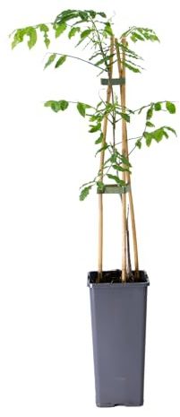 mgc24 Kletterpflanze Sichtschutz Heckenpflanze Rankpflanze Wisteria floribunda Rosea, rosafarbener japanischer Blauregen im 2l-Container 1 Pflanze