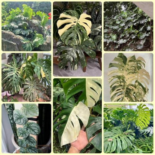 Semillas de Monstera, de jardín trepadoras Semillas de Monstera Deliciosa Variegata, semillas de interior 120pcs