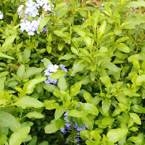 Plumbago Auriculata, kletterpflanzen winterhart Bleiwurz Ceratostigma plumbaginoides, blumensamen mehrjährig winterhart 60Samen
