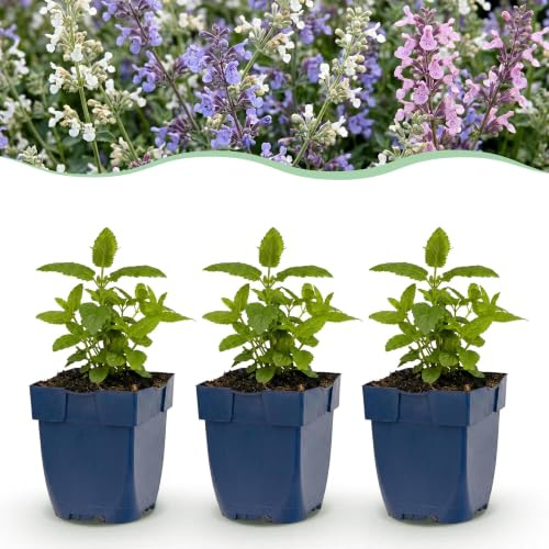 Green boutiQ - Stauden - Nepeta Tricolour - Katzenminze - Bienen- und Schmetterlingsanlockern - Lila - Rosa - Weiß - 12 Pflanzen - Topf 11cm - Höhe 15-25cm