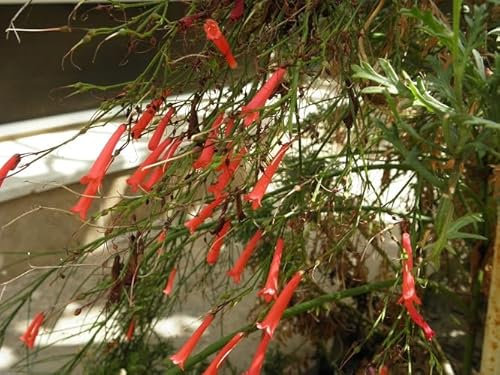 Nouveau Frais 100 pièces Russelia equisetiformis graines de plantes