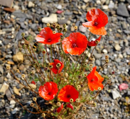 Klatschmohn - Mohn - Blume - 20000 Samen