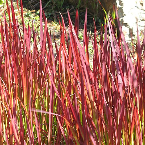 Ornamental Grass for Outdoors, Low Maintenance & Easy to Grow Producing Red Foliage and a Long Season of Interest, 1 x Imperata Red Baron (Japanese Blood Grass) Plant in 9cm Pot by Thompson & Morgan