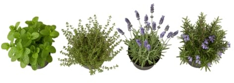 Pack Relax Aromático de 4 Plantas Vivas DECOALIVE – Lavanda, Romero, Tomillo y Hierbabuena para Hogar y Cocina
