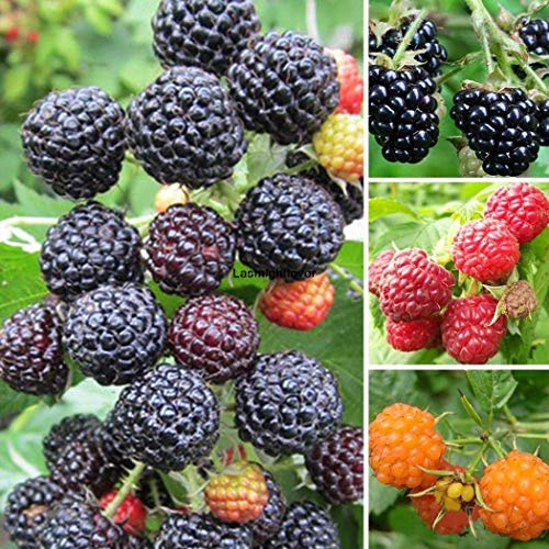 Type Graines De Framboise Rares Graines De Fruits Vivaces Jardin