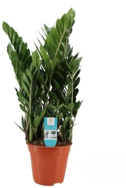 Zamioculcas - 65-75cm - Ø21cm - Pianta d'appartamento - Sempreverde