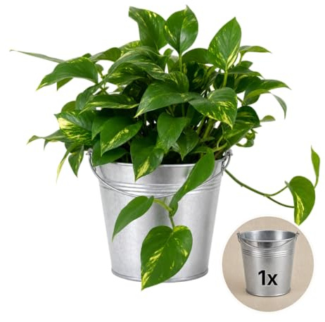 Efeutute + 1x Zinktopf | Epipremnum aureum | ca. 30-35 cm | ø 12-15 cm Topf | Pflegeleichte Zimmerpflanzen für Wohnung und Büro | Qualität vom Pflanzen Profi | Ideale Raumbegrünung