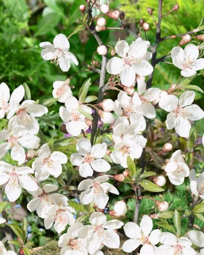 Prunus cerasifera 'Hessei' 80 cm Stammhöhe – Winterhart Mehrjährig Pflegeleicht – Kirschpflaume – Zierbaum für Garten & Vorgarten
