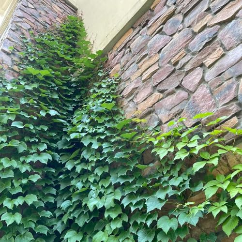 Semi di rampicanti Virginia, rare rampicanti vite di vite selvatica, decorativa, semi di esotiche da balcone 300pcs
