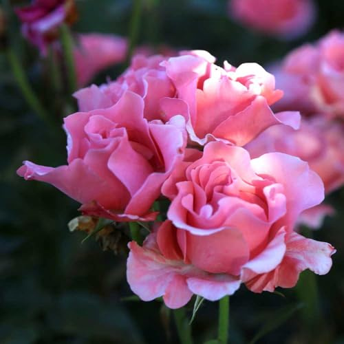 Heirloom Hybrid Tea Roses, Live Own Root Plant for Outdoor Garden, Paris de Yves St. Laurent™, Lightly Fragrant, Hardiness Zones: 7-10, Repeat Blooming
