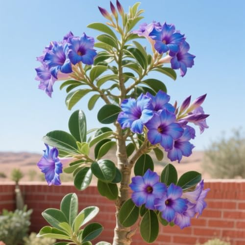 Rosa del deserto bonsai/Rosa del deserto/Facile da coltivare e richiede poca manutenzione/Colore Vivido-D-3 Rhizome