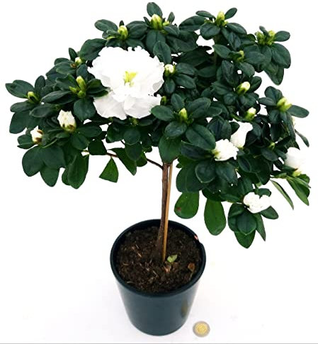 POWERS TO FLOWERS - AZALEA ALBERELLO BIANCO ALTEZZA 40CM, pianta vera
