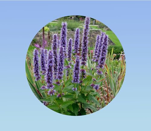 300 graines de Agastache Rugosa - Agastache Menthe - Menthe Coréenne