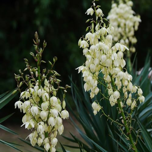 semi resistenti di yucca palma giglio, balcone biologici giardino di autunnali resistenti vecchie varietà da giardino roccioso siepi arbusti 25pcs