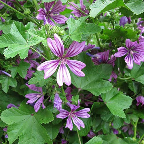 100 Graines Semences - Fleurs grande mauve - Malva Sylvestris - Notice Incluse - 136