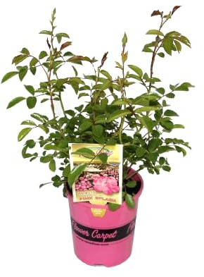 Rosal de Flor Grande Rosa Natural la Frescura de la Primavera en tu Hogar