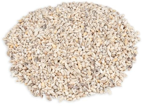 NaDeco Pyrene philippinarum, 0,5kg, ca. 1-1,5cm, ca.± 1000 Stück | Mini Schneckenhaus | mini Muscheln und Schnecken zum Basteln und Dekorieren | kleine Schneckenhäuser | Maritime Dekoration